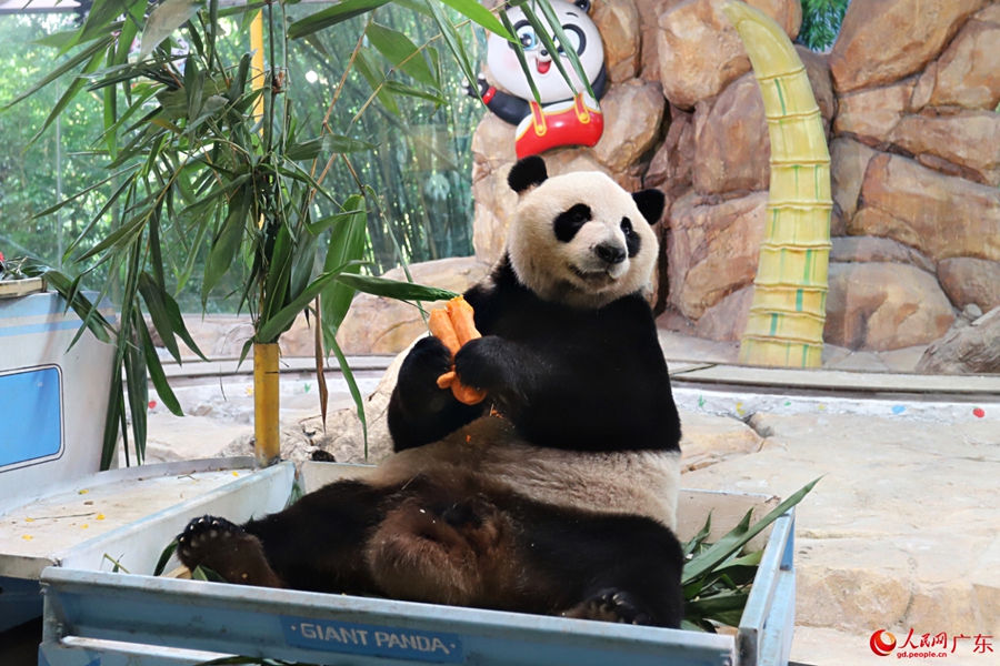 Giant panda enjoys delightful