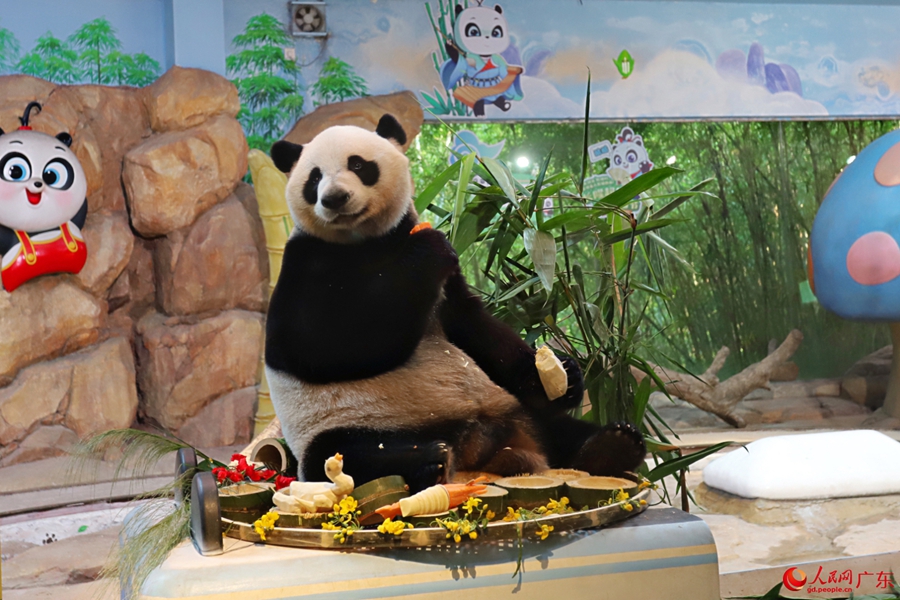 Giant panda enjoys delightful