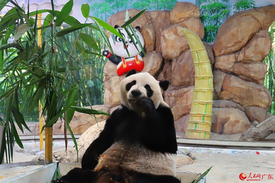 Giant panda enjoys delightful