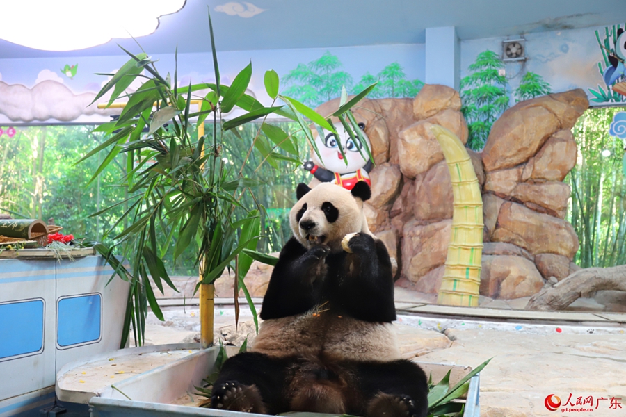 Giant panda enjoys delightful