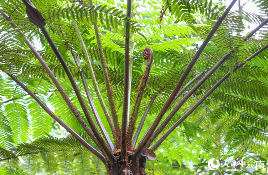 Township in SW China's Yunnan home to over 3,000 mu of rare alsophila spinulosa