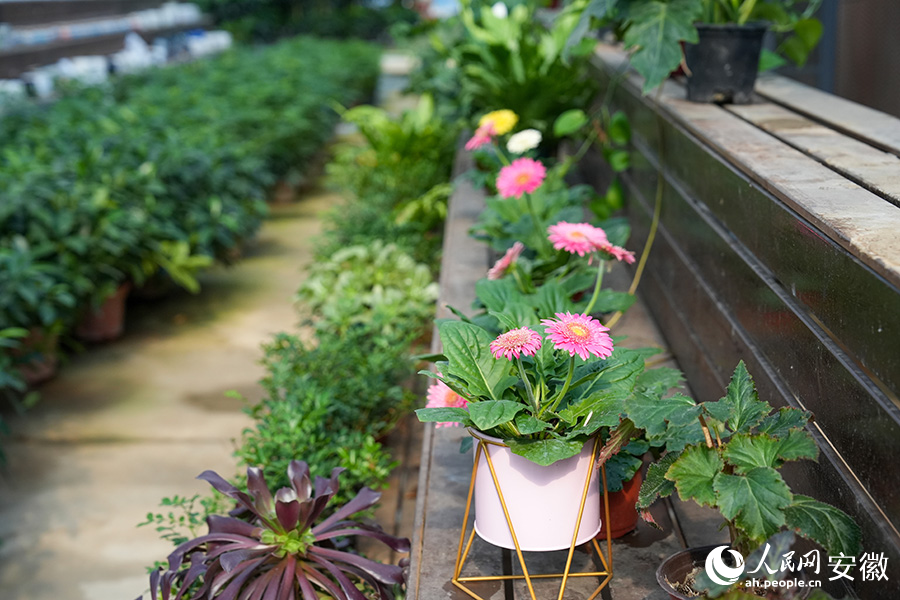 Flower industry thrives in county of China's Anhui