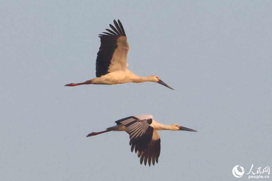 Rare storks spotted in Xiamen, SE China's Fujian
