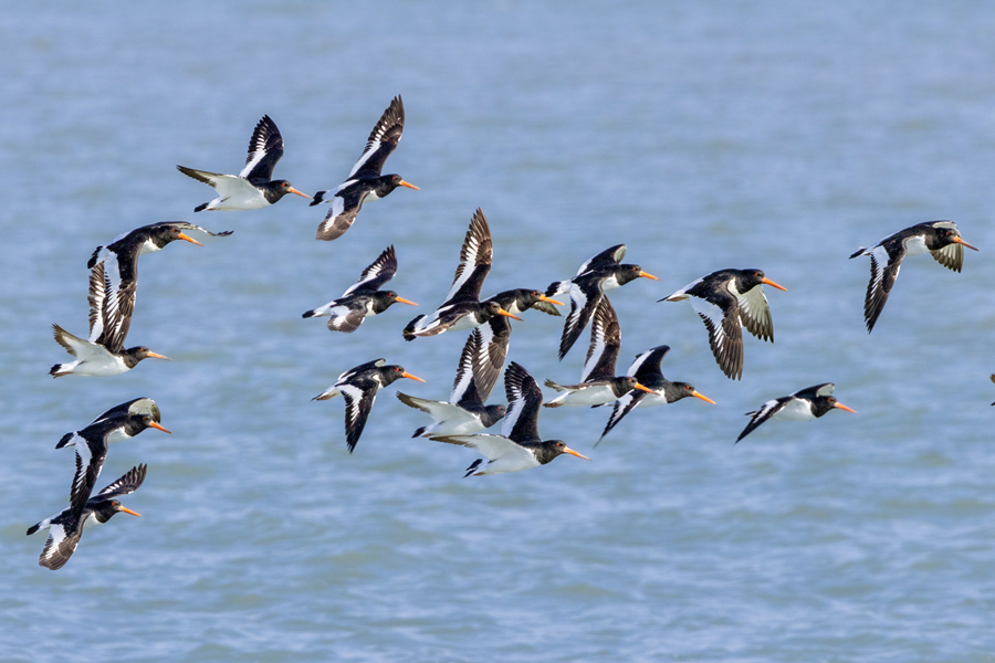 Eurasian oystercatchers spotted in Xiamen, SE China's Fujian