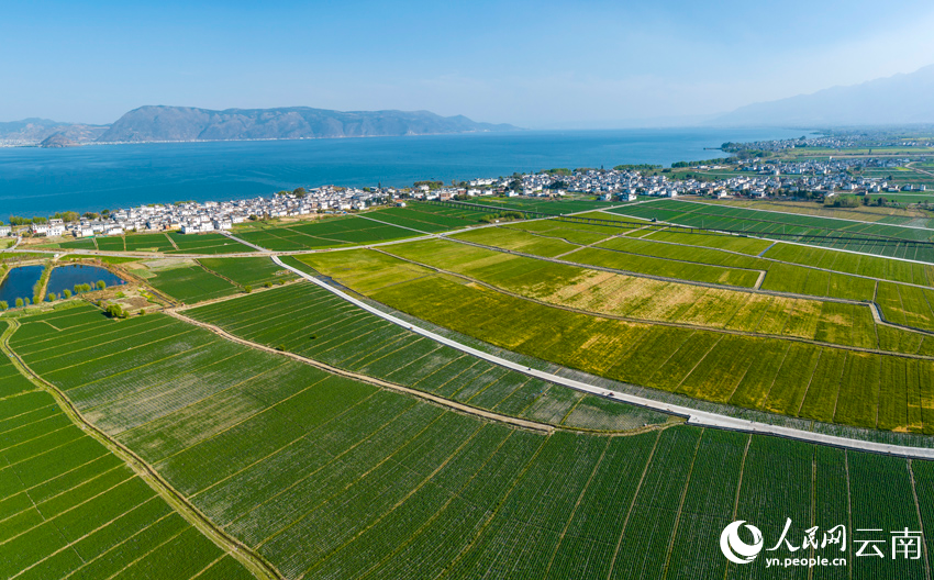 In pics: Wheat crops form beautiful view in spring in Dali, SW China's Yunnan
