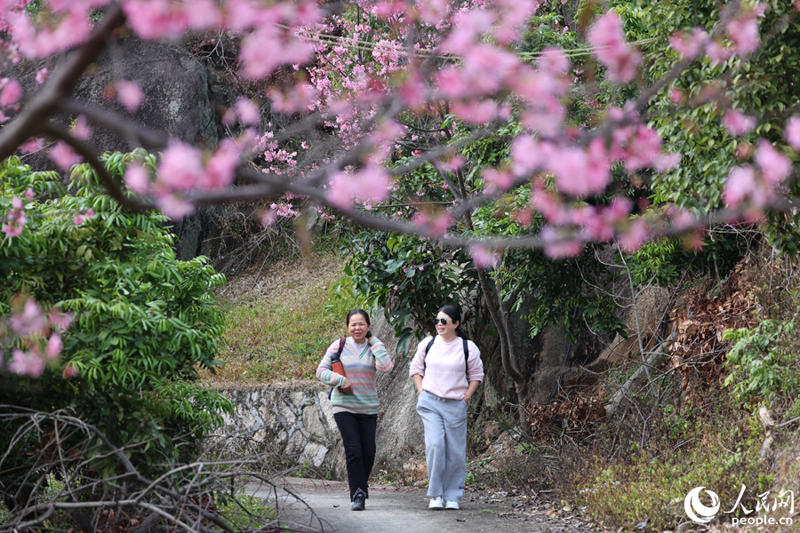 In pics: Mesmerizing cherry blossoms in Xiamen