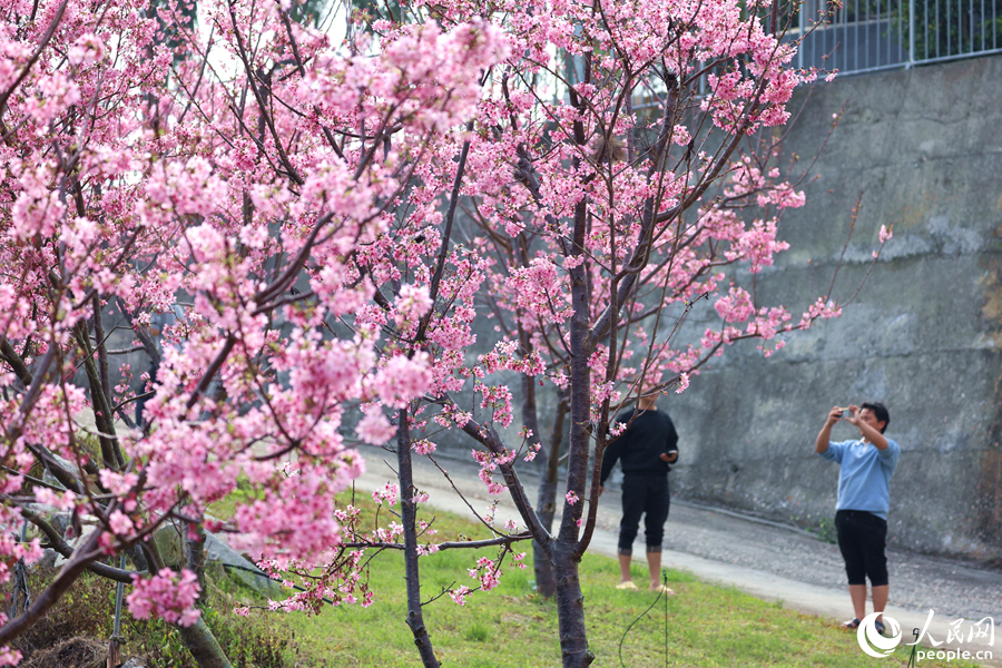 In pics: Mesmerizing cherry blossoms in Xiamen