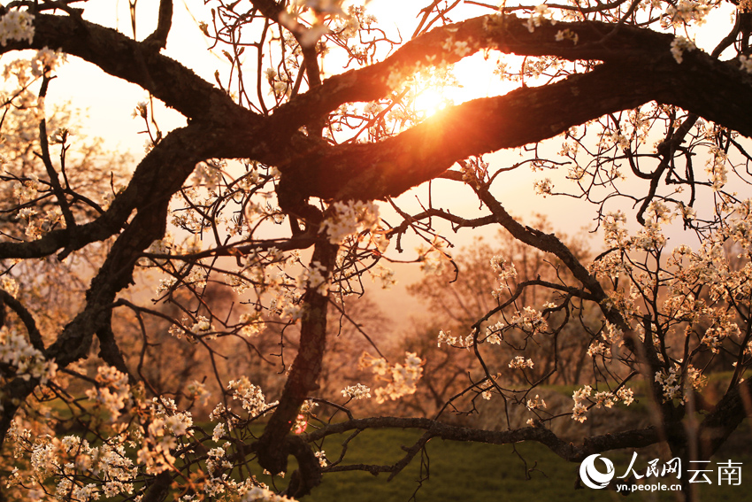 Pear blossoms paint springtime hues in SW China's Yunnan