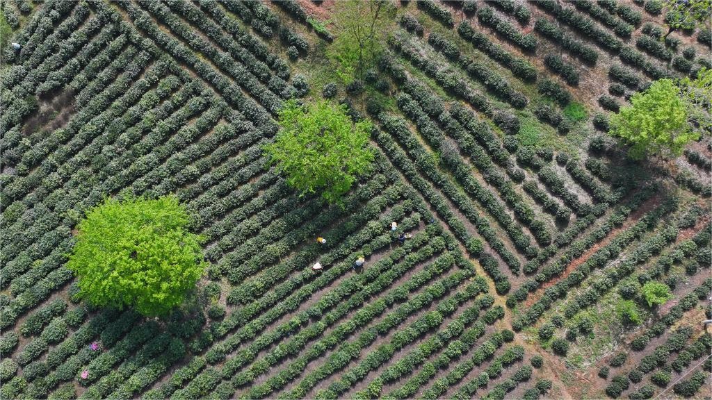Tea gardens enter harvest season in Anhui, E China