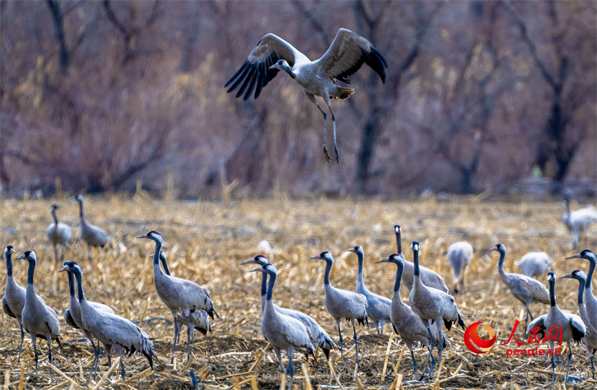 Improved ecological environment attracts common cranes to Karamay, NW China's Xinjiang