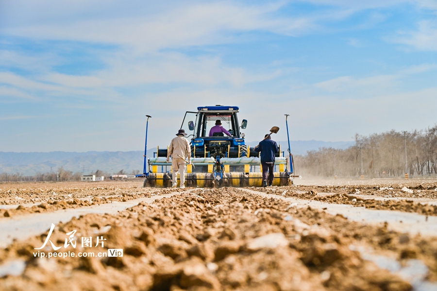 High-tech empowers sowing of corn in NW China's Xinjiang
