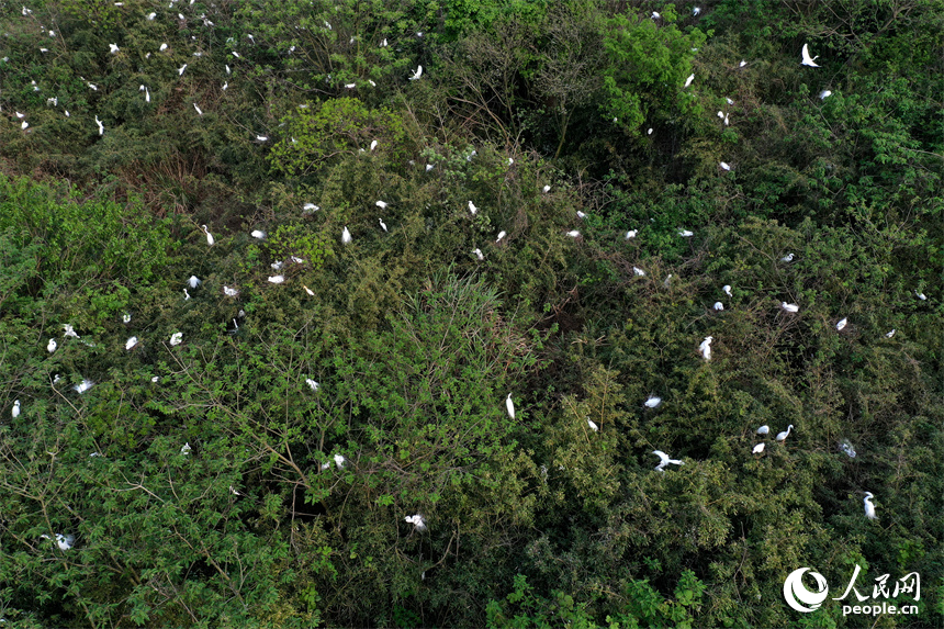 Sound environment attracts migratory birds to produce offspring in E China's Jiangxi