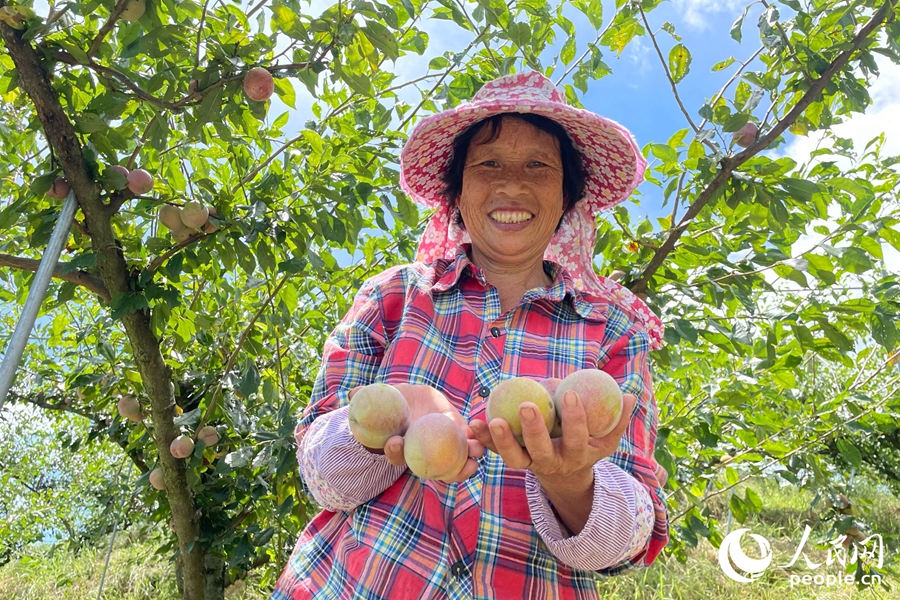 Farmers harvest, sun-dry plums in SE China's Fujian