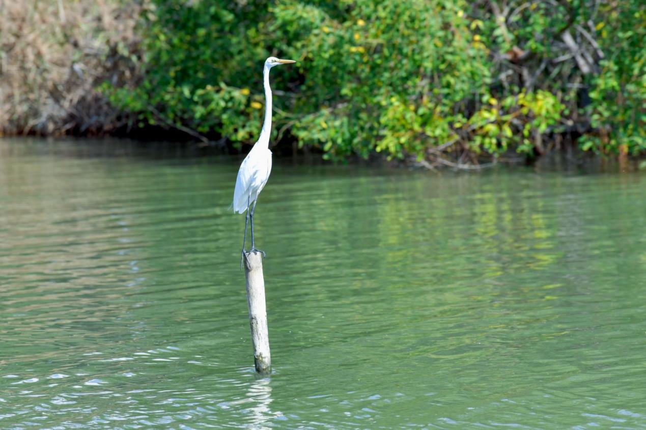 水里有只小鳥已生成極高可信度的說明