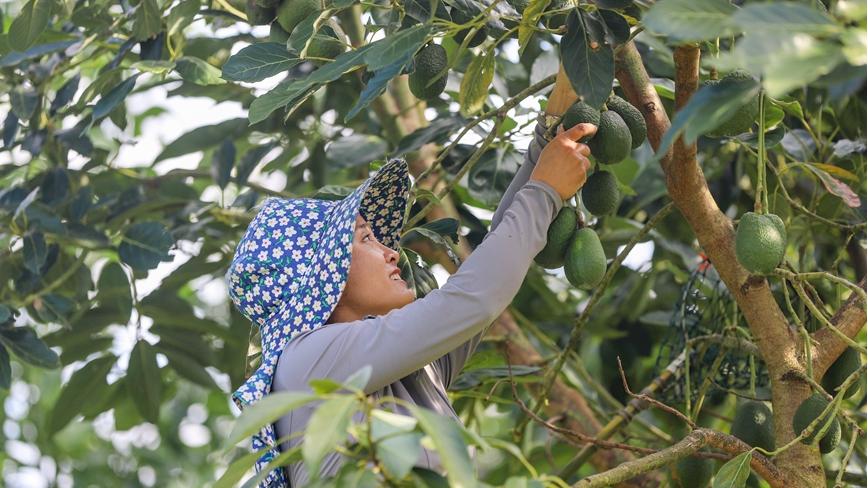 Menglian in SW China's Yunnan produces over 80 percent of country's avocados