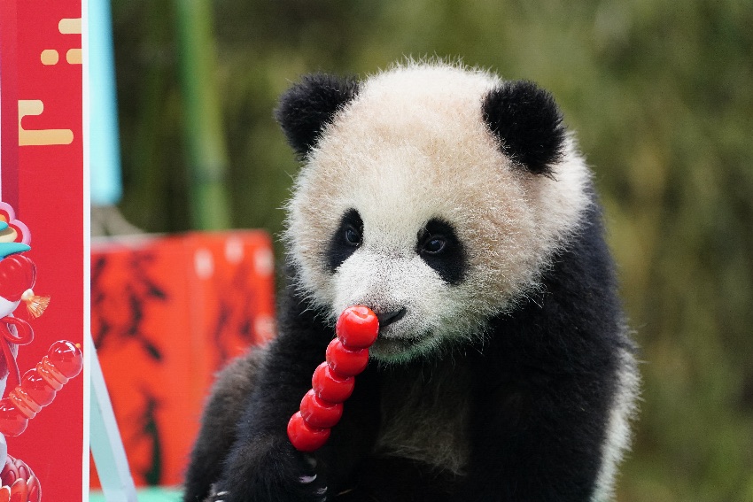 Giant panda cubs send Spring Festival greetings from SW China's Sichuan