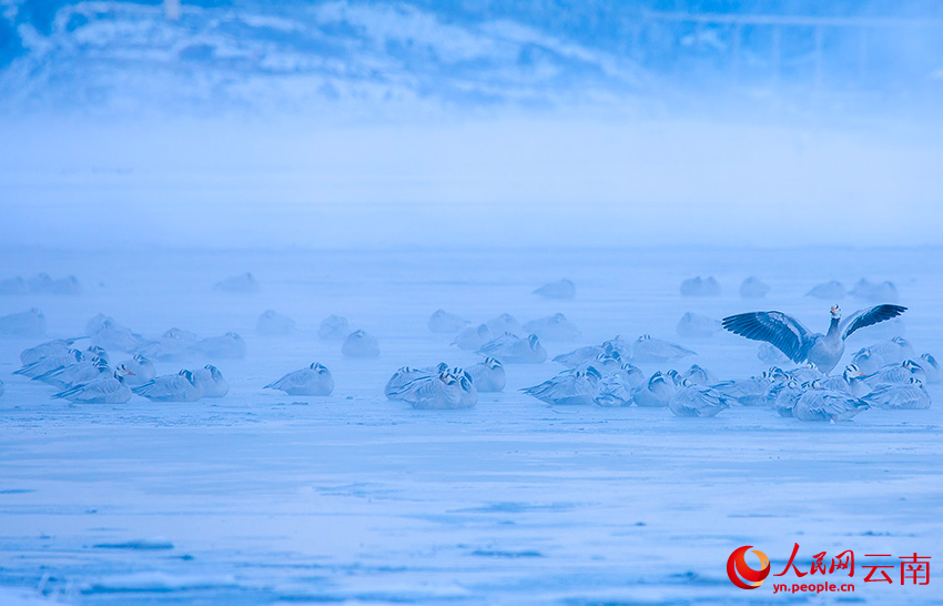 7th Winter Int'l Bird Watching Festival held in Shangri-La, SW China's Yunnan