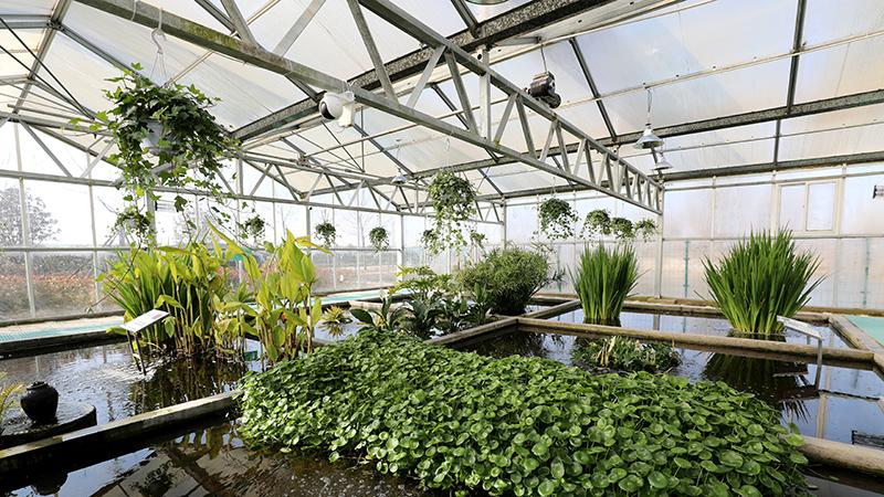 Artificial wetlands generate ecological, economic benefits for villagers in E China's Shandong