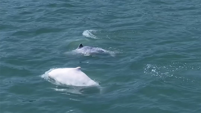 Chinese white dolphins enjoy a 'spring outing' together in Xiamen, SW China's Fujian