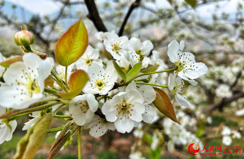 In pics: Pear blossoms paint springtime hues in SW China's Yunnan