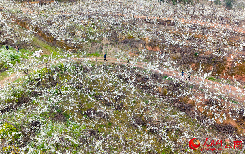 In pics: Pear blossoms paint springtime hues in SW China's Yunnan