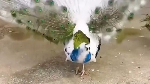 Nature's canvas: rare peacocks spread their tails