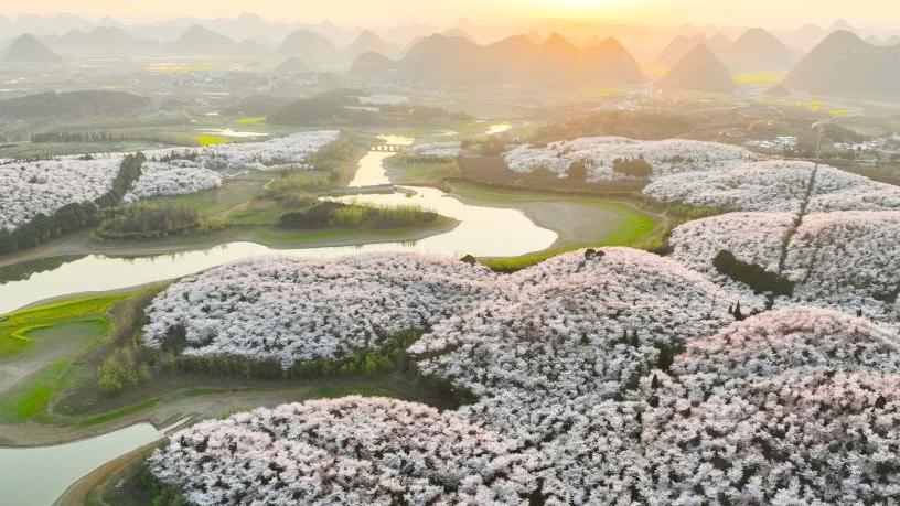 Cherry blossoms attract tourists in Gui'an New Area, China's Guizhou