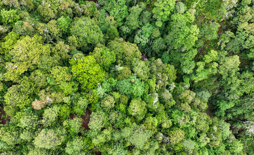 Yunnan snub-nosed monkeys flourish in nature reserve in SW China