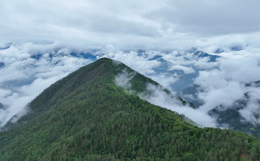 Yunnan snub-nosed monkeys flourish in nature reserve in SW China