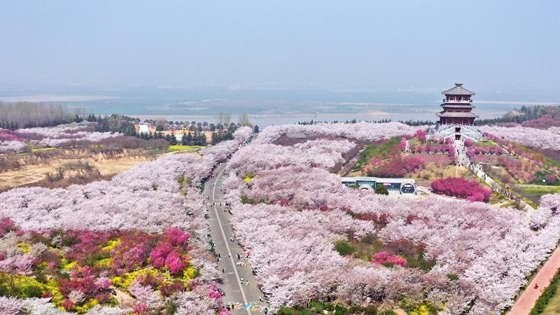 Cherry blossoms draw 620,000 visitors to Yellow River in C China's Henan
