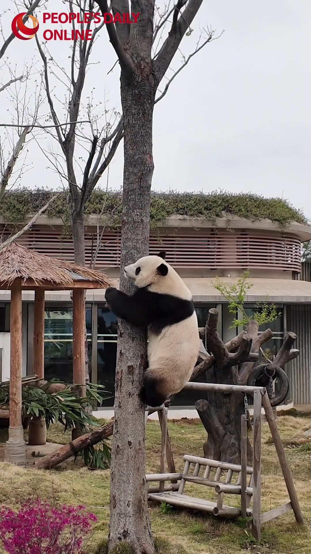 Enjoy laid-back delights with pandas in C China's Yueyang