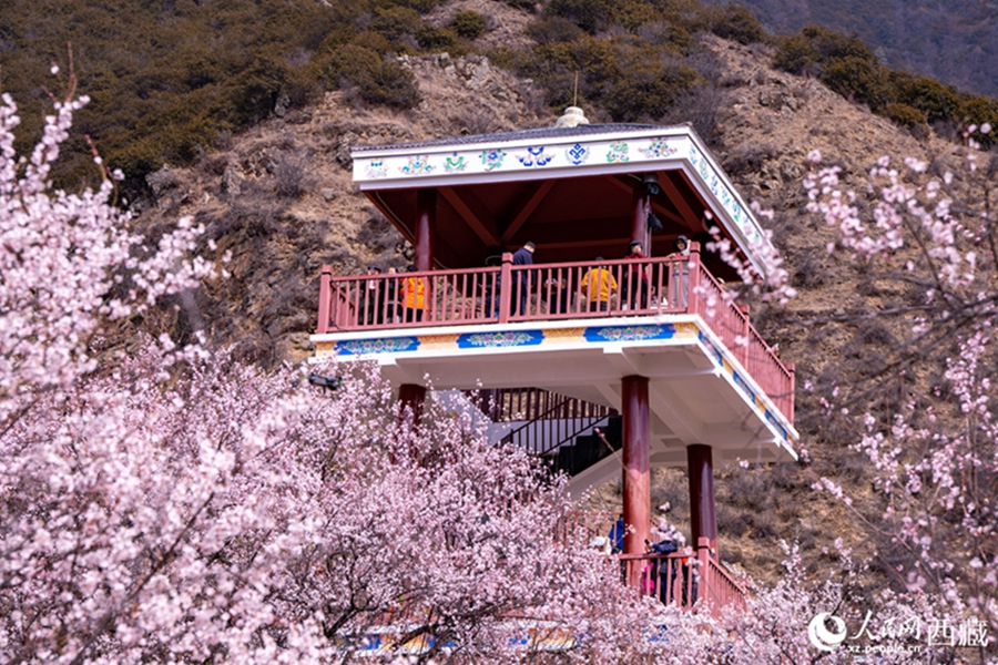 In pics: Picturesque scenery of peach blossoms in Nyingchi, SW China's Xizang