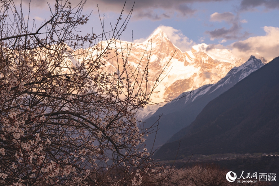 In pics: Picturesque scenery of peach blossoms in Nyingchi, SW China's Xizang
