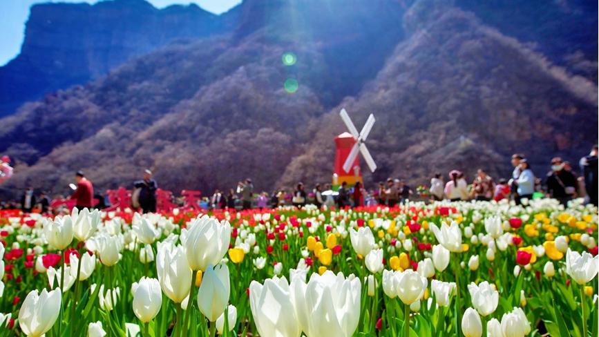 Millions of tulips in full bloom in Henan, C China
