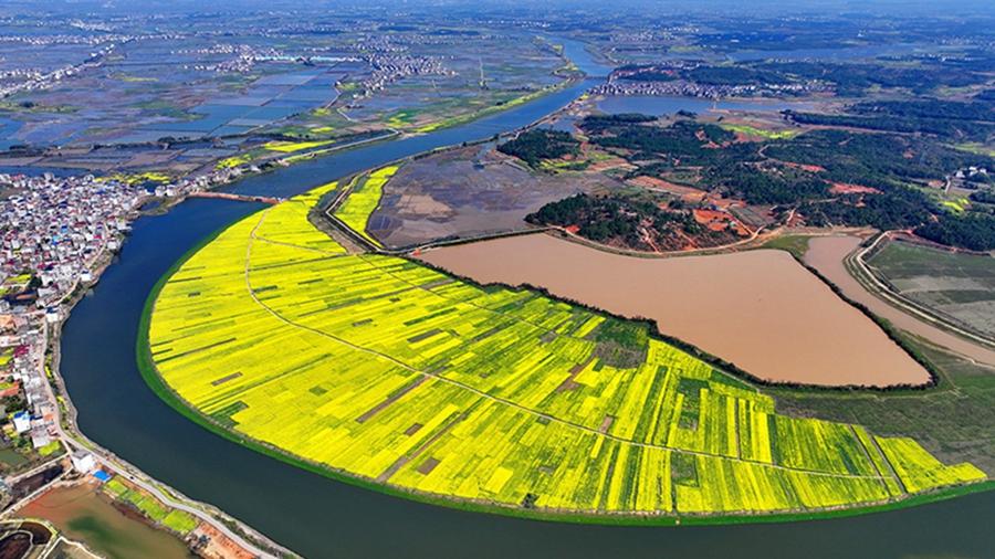 China in bloom: Spring blossoms enchant tourists and locals
