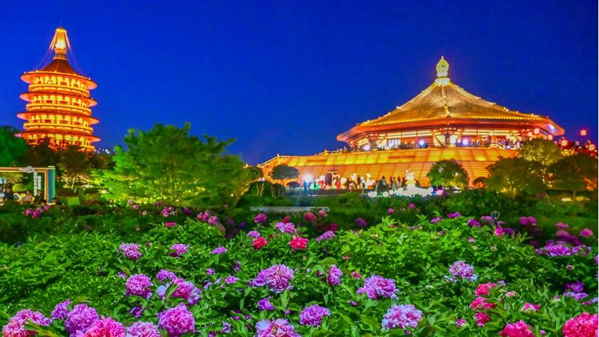 Peony flowers in full bloom in Luoyang, C China's Henan