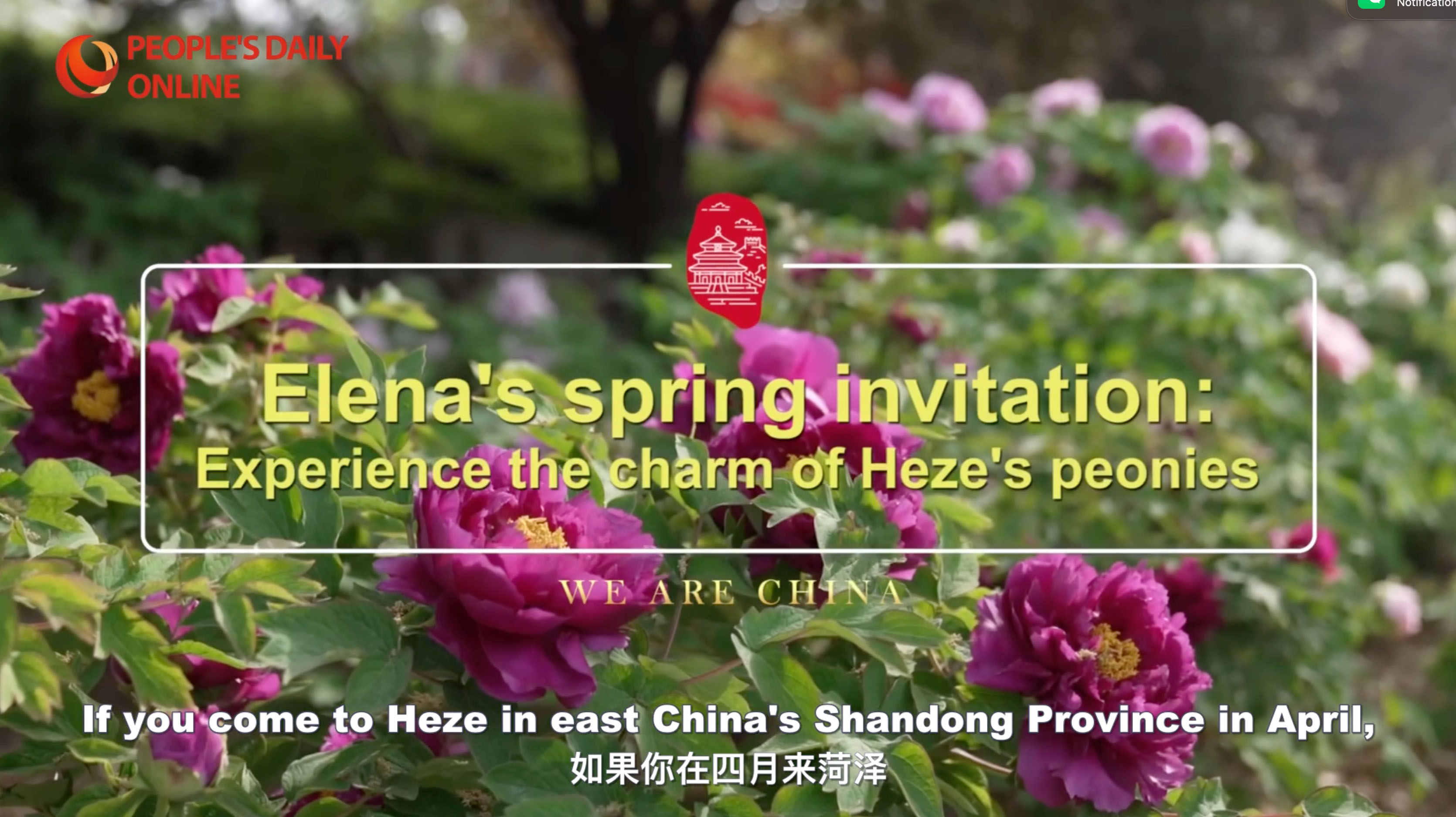 Elena's spring invitation: Experience the charm of Heze's peonies