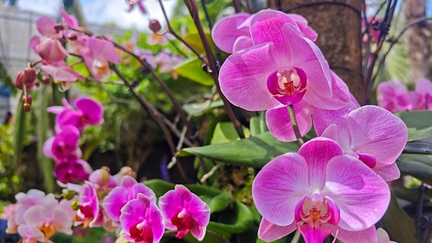 Nearly 400 orchid species on display in Kunming Botanical Garden, SW China's Yunnan