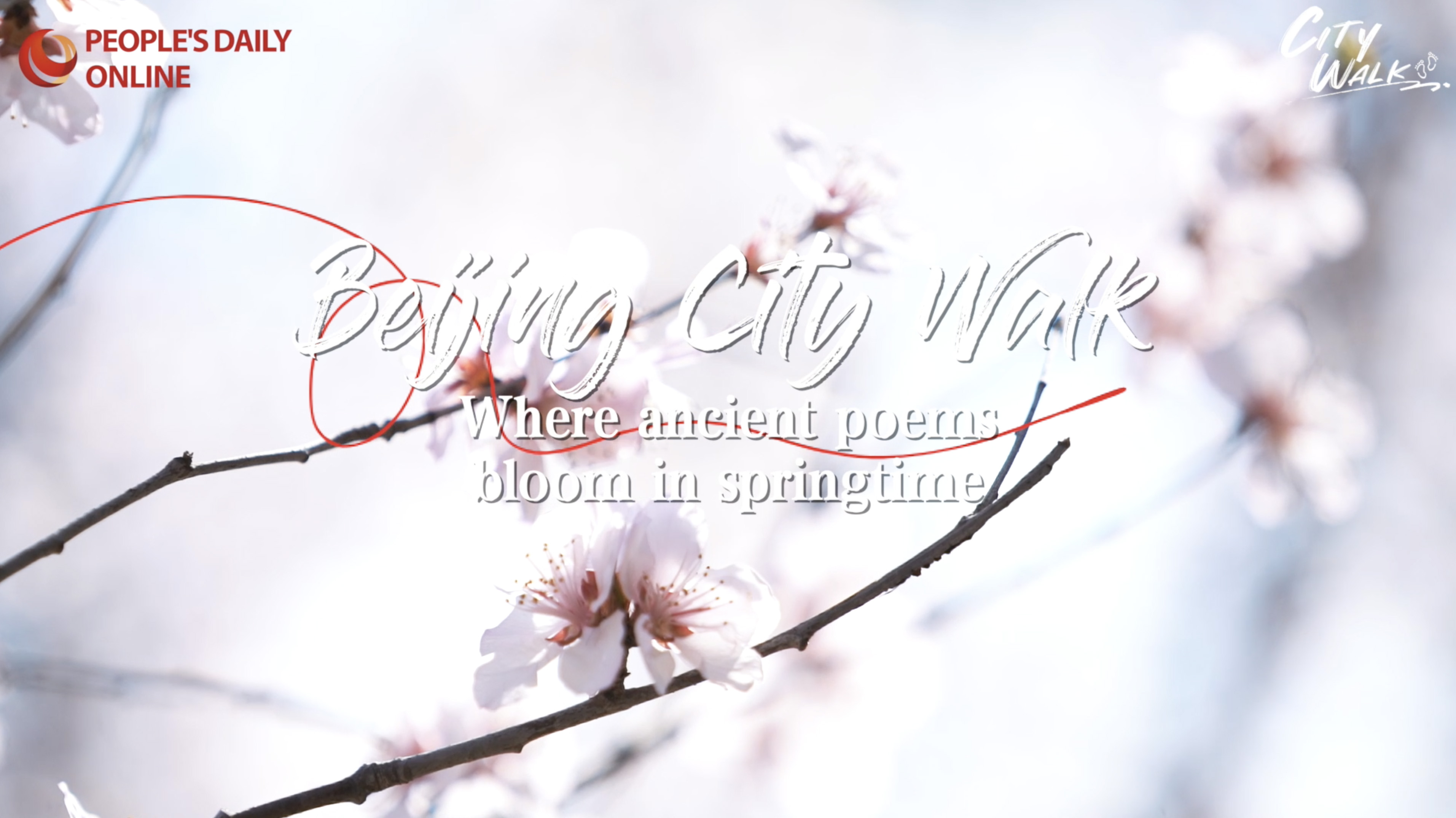 Beijing City Walk: Where ancient poems bloom in springtime