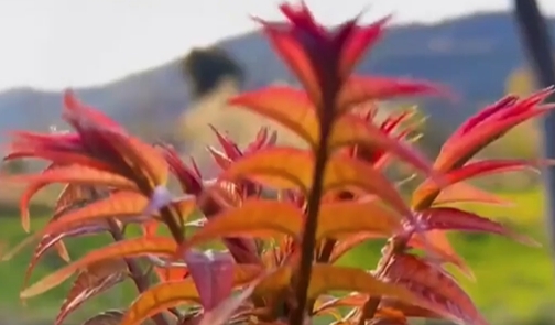 Trending in China | Cooking with Chinese toon leaves