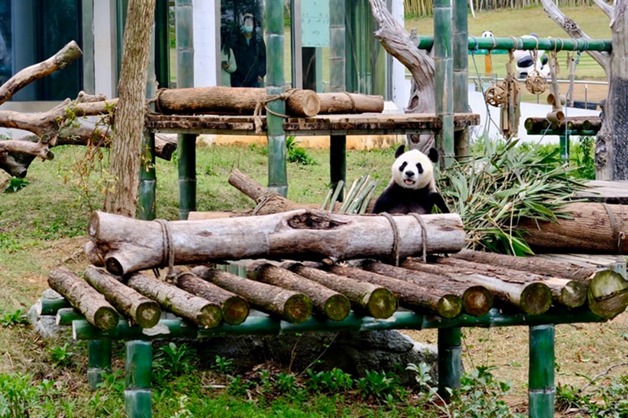 Giant pandas have a good time at Yueyang Zhonghua Giant Panda Garden in C China's Hunan