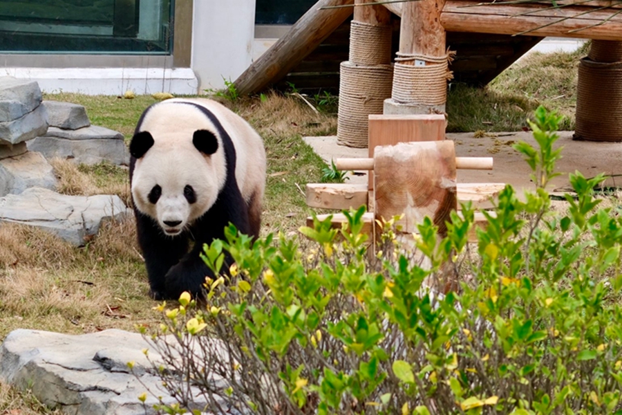 Giant pandas have a good time at Yueyang Zhonghua Giant Panda Garden in C China's Hunan