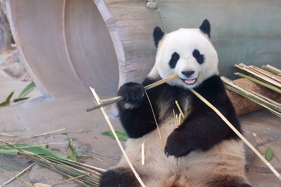 Giant pandas have a good time at Yueyang Zhonghua Giant Panda Garden in C China's Hunan