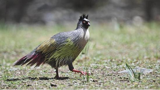 Man turns birdwatching into booming business in NW China's Qinghai