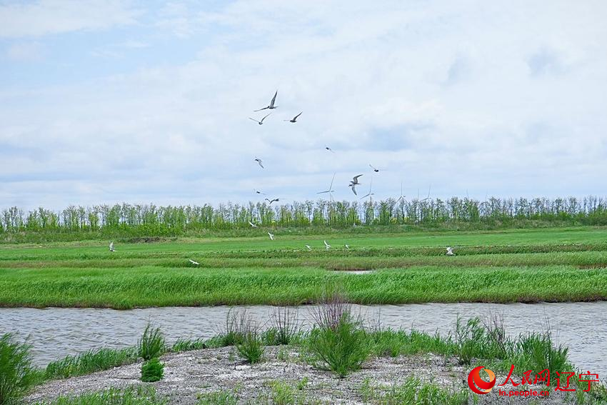 Daling River estuary in NE China's Liaoning home to nearly 100 bird species