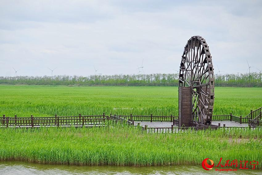 Daling River estuary in NE China's Liaoning home to nearly 100 bird species
