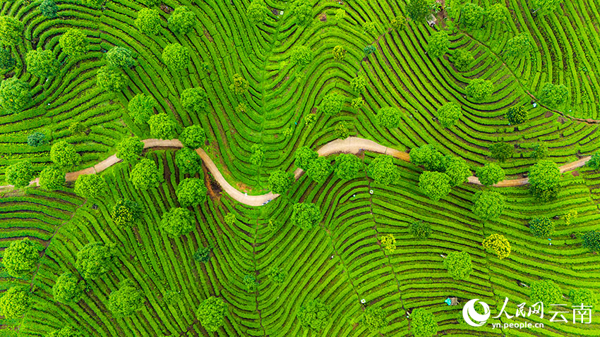 In pics: Aerial view reveals fingerprint-like tea terraces in SW China's Yunnan