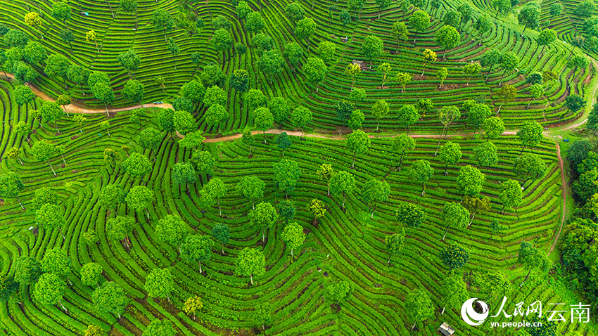 In pics: Aerial view reveals fingerprint-like tea terraces in SW China's Yunnan