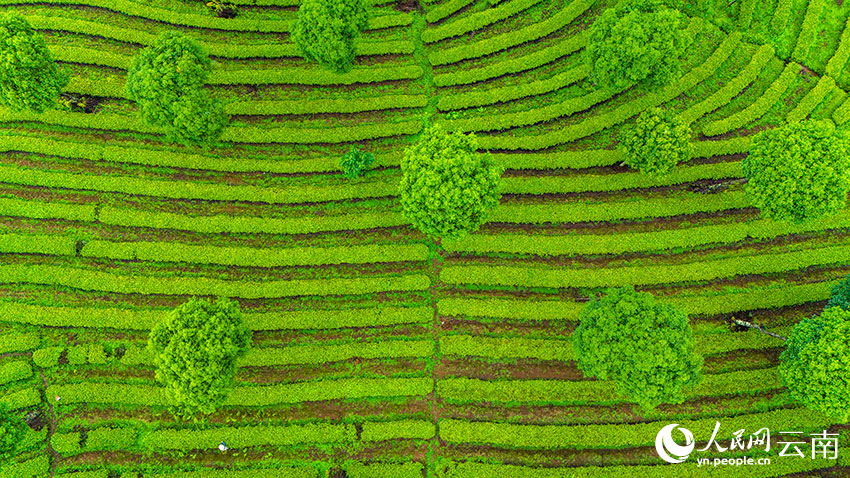 In pics: Aerial view reveals fingerprint-like tea terraces in SW China's Yunnan