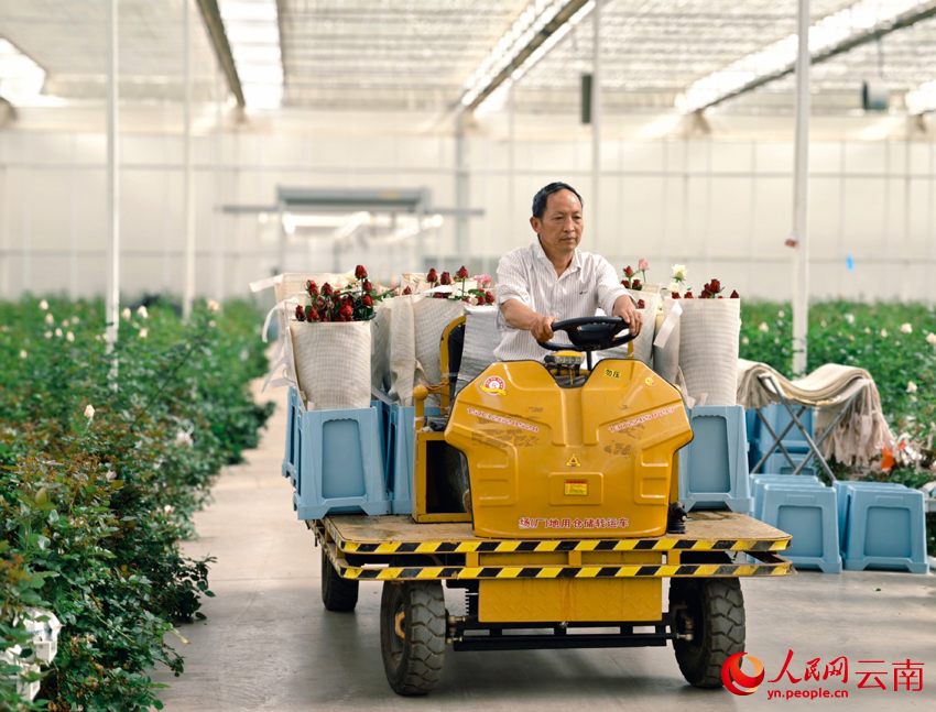 Fresh-cut flowers boost farmers' incomes in SW China's Yunnan